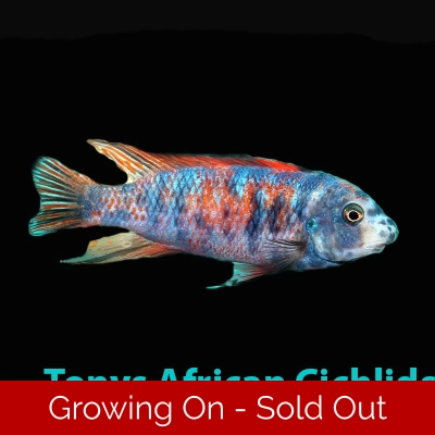 4 x ,OB Labeotropheus trewevasae "Thumbi West", 4-5cm LIMITED STOCK